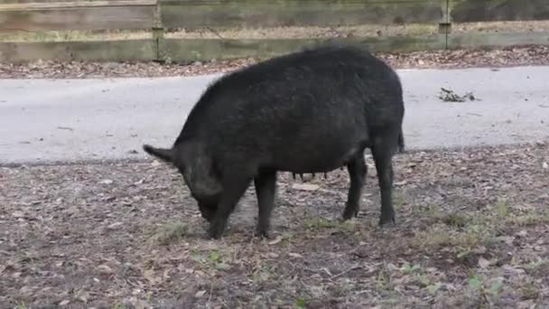 Porco Selvatico Mangimi Femminili Nel Parco Della Florida — Video Stock