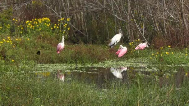 Aves Zancudas Los Humedales Florida — Vídeo de stock