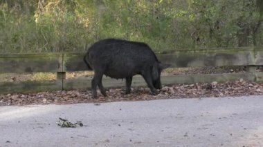 Çılgın motorcu kadın Florida park beslemeleri