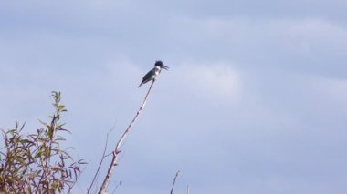 Mavi gökyüzüne karşı tünemiş Kingfisher kuşaklı