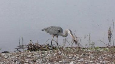 Göl kenarında balık tutan büyük mavi balıkçıl.