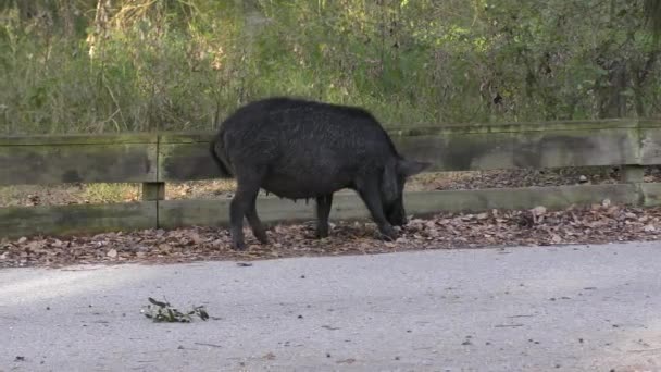 Wild Hog Kvinnliga Feeds Florida Park — Stockvideo