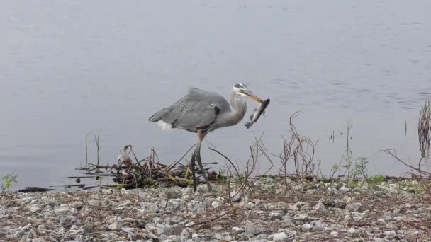 Grote Blauwe Reiger Met Een Vis Bij Het Meer — Stockvideo