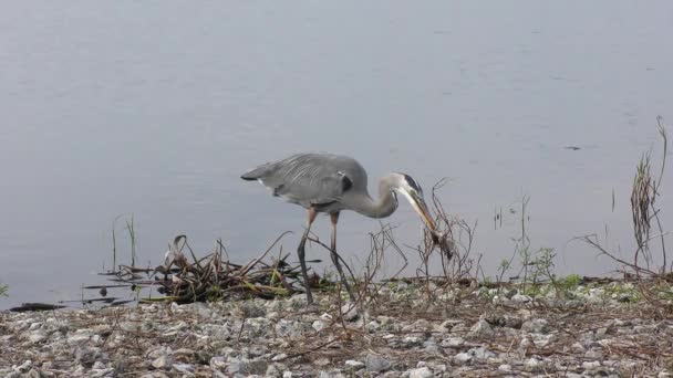 Grand héron avec un poisson près du lac