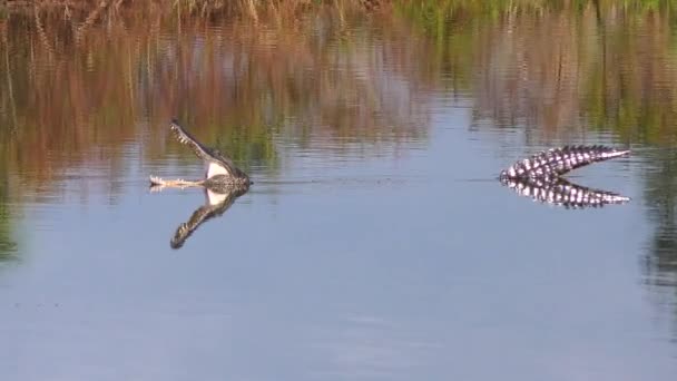 Stor Alligator Simmar Och Öppnar Sin Mun — Stockvideo