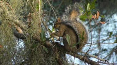 Florida ormanda mantar sincap beslenir 