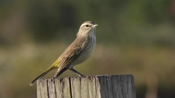 Warbling Vireo Perched Florida Wetlands — Stock Video