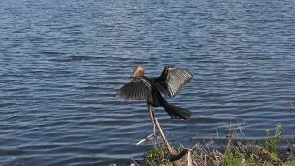 Anhinga Posándose Cerca Del Agua — Vídeos de Stock