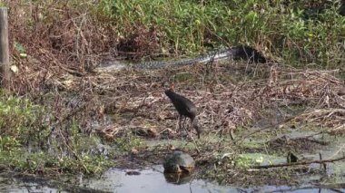Timsah kuş ve Florida swamp kaplumbağa