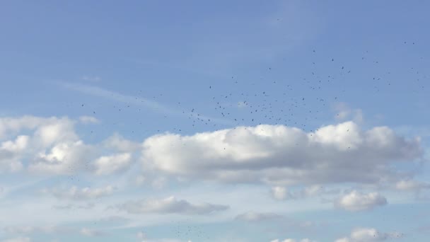 Bandada Buitres Contra Cielo — Vídeo de stock