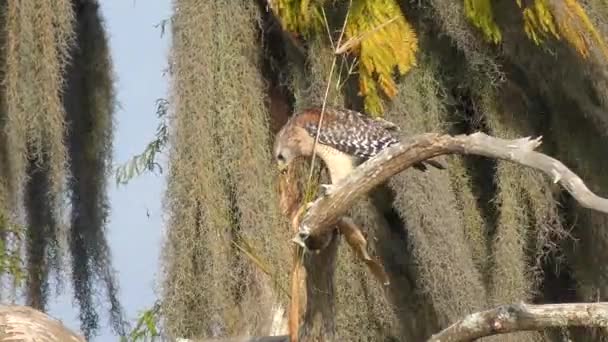 Red Schouders Hawk Feeds Zijn Prooi — Stockvideo