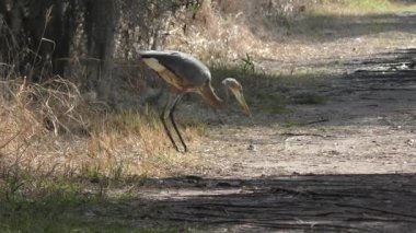 büyük mavi balıkçıl bir balık besleme