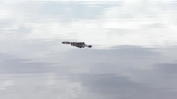 Amerikansk Alligator Sjö — Stockvideo