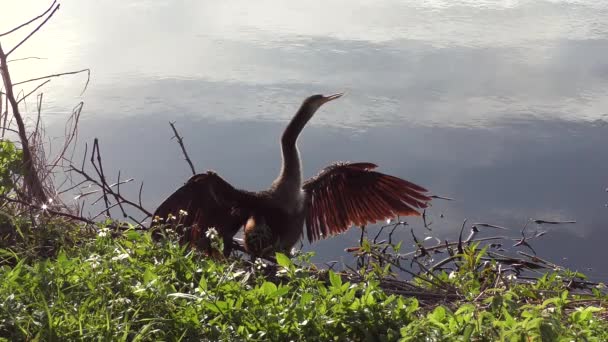 Anhinga Vicino Lago Tramonto — Video Stock