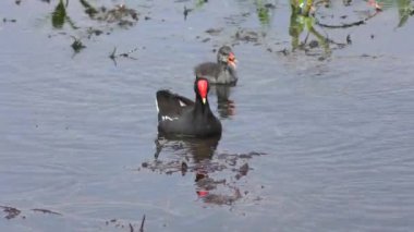 Onun piliç ile ortak moorhens yüzüyor