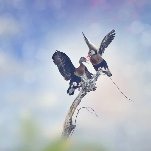 Schwarzbauchpfeifenenten — Stockfoto