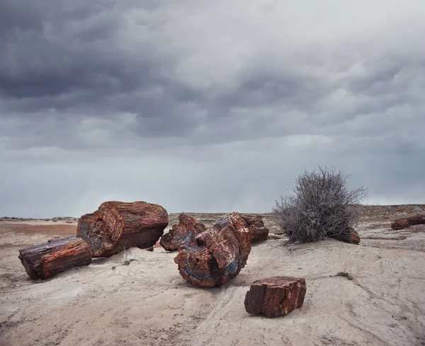 Förstenad skognationalpark, Arizona, Usa — Stockfoto