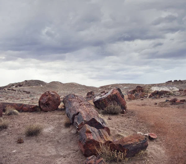 Förstenad skognationalpark, Arizona, Usa — Stockfoto