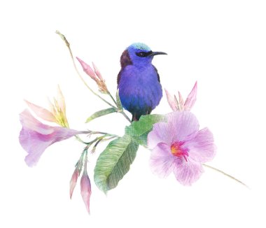 Pembe Dipladenia çiçekler üzerinde Kırmızı Bacaklı Honeycreeper kuş . Su