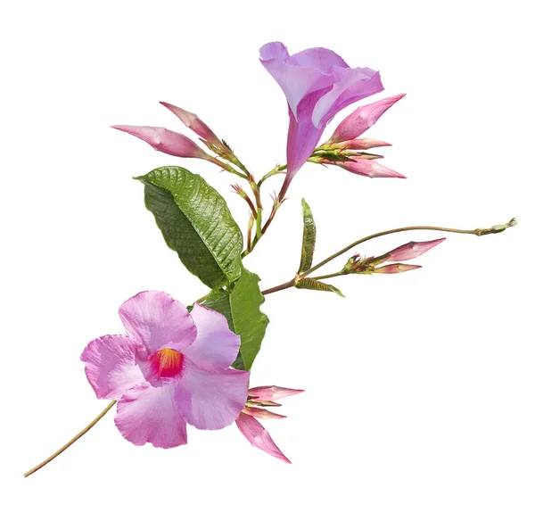흰색 배경에 핑크 디플로데니아 꽃 — 스톡 사진