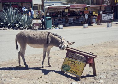 Oatman Town, Arizona Abd - 13 Mart 2019.