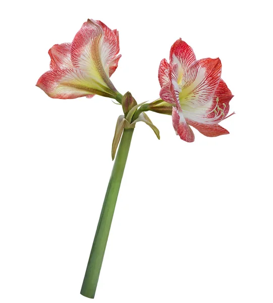 Květina Amarylis na bílém pozadí — Stock fotografie