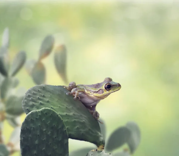 Grön groda på en kaktus — Stockfoto