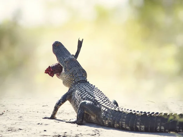 American alligator äta fisk på ett spår — Stockfoto