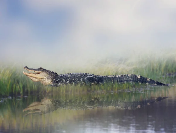 Amerikaanse Alligator in de buurt van water — Stockfoto