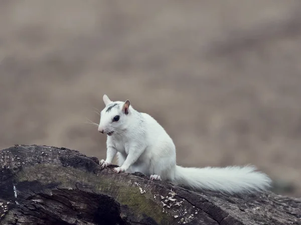 Wildes weißes Eichhörnchen sitzt auf einem Baum — Stockfoto