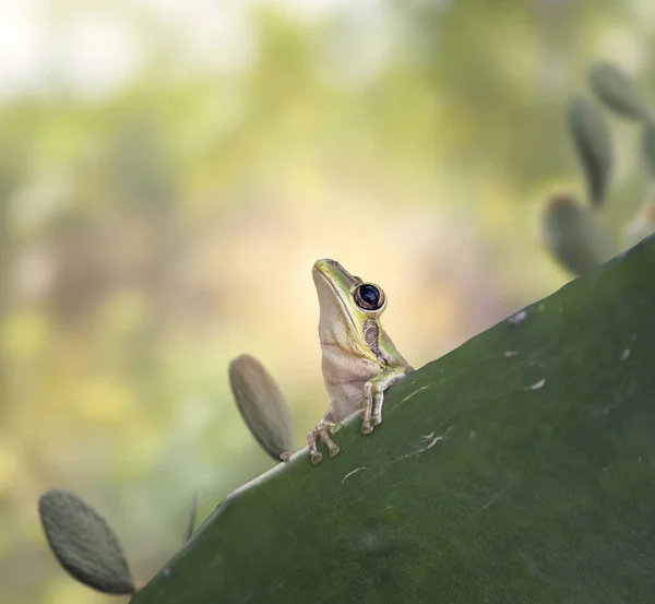 Zielona żaba na kaktusowym — Zdjęcie stockowe