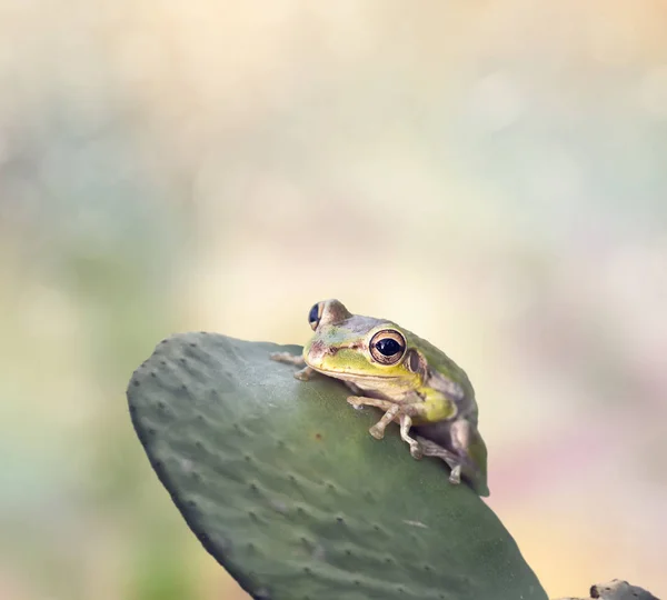 Sapo verde em um cacto — Fotografia de Stock