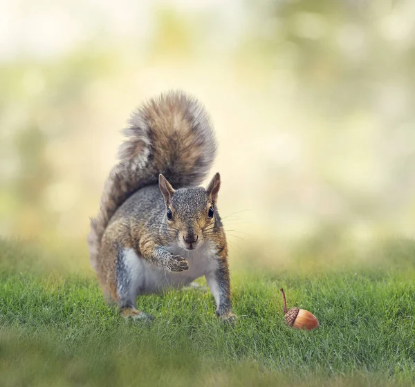 Amerykański szary wiewiórka na trawie — Zdjęcie stockowe