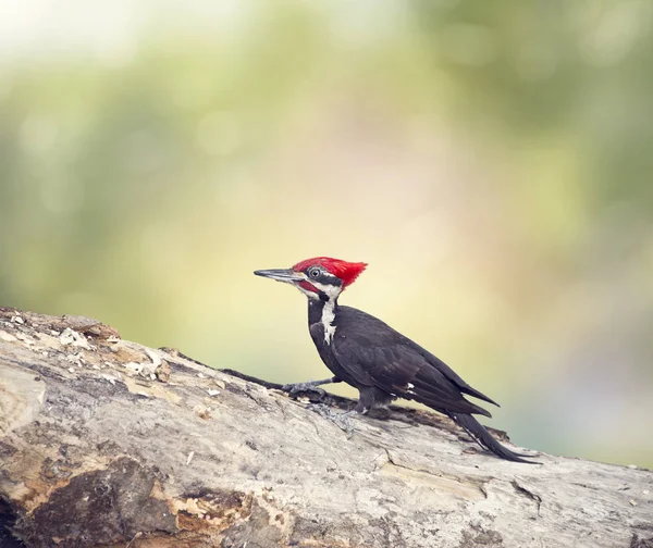 Pileated Dzięcioł mężczyzna w dzienniku — Zdjęcie stockowe