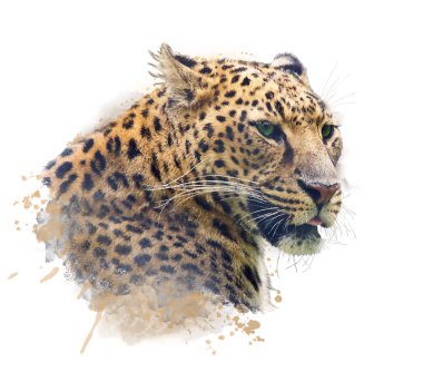 Leopar Portresi . Suluboya illüstrasyon