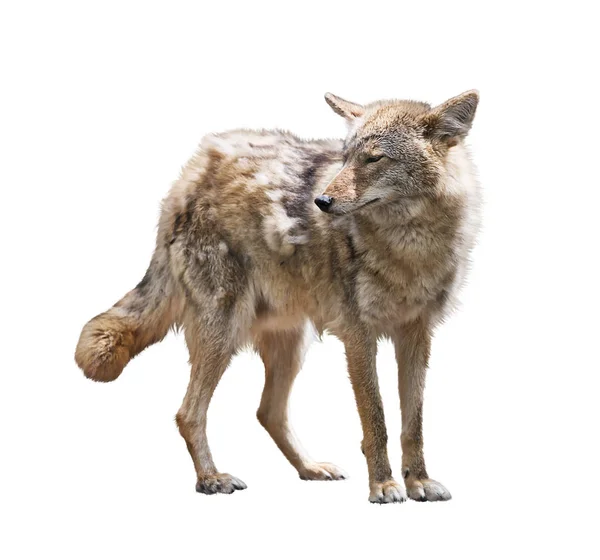 Young coyote on white background — 스톡 사진