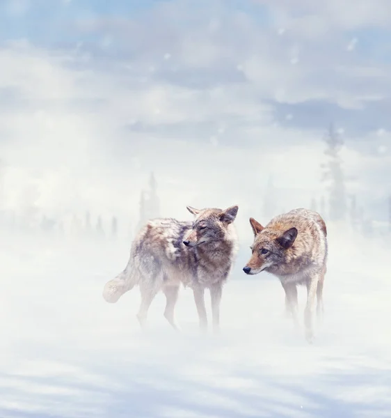 Койоты, гуляющие зимой — стоковое фото