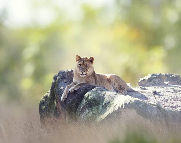 Жіночий Африканський Лев відпочиває — стокове фото