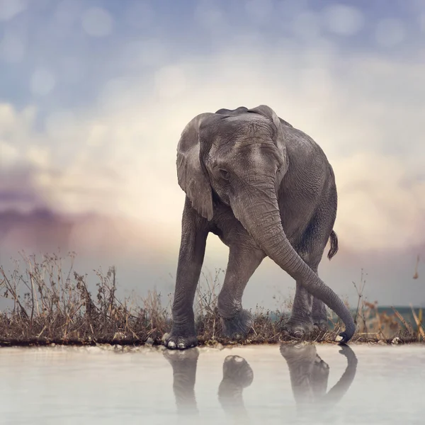 Νέος ελέφαντας κοντά στο νερό — Φωτογραφία Αρχείου
