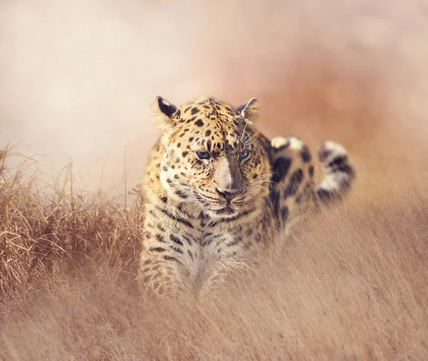 Леопард отдыхает в траве — стоковое фото