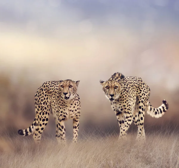 Cheetahs w użytków zielonych — Zdjęcie stockowe