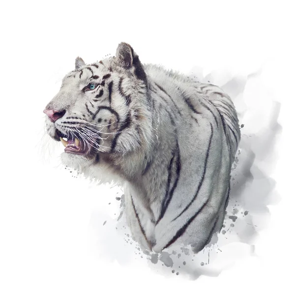 White tiger watercolor illustration on white — ストック写真