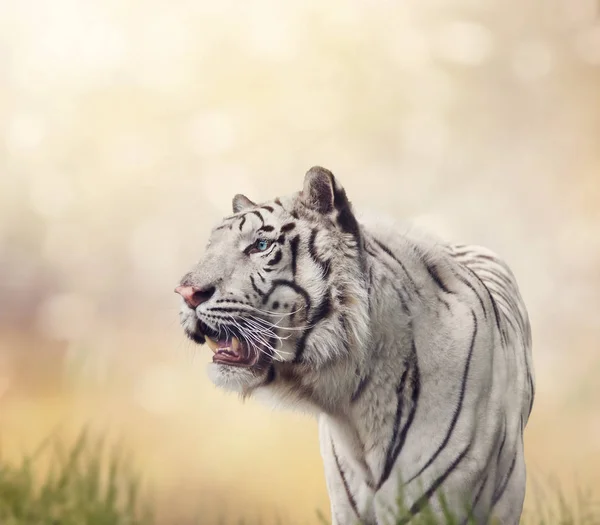 White tiger portrait — Stock Photo, Image