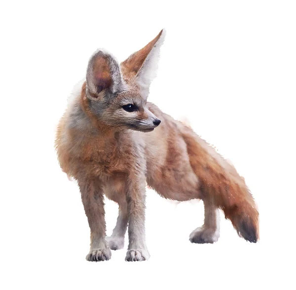 Fennec Fox suluboya illüstrasyon — Stok fotoğraf