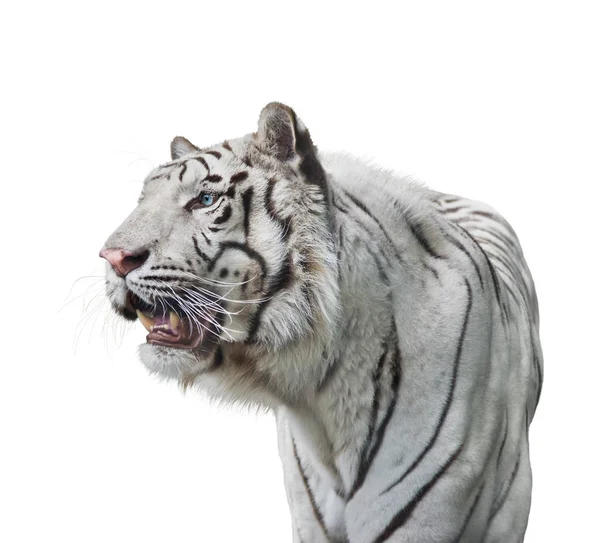 Witte tijger portret op witte achtergrond — Stockfoto