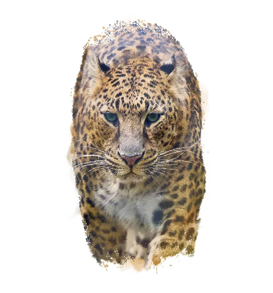 Retrato de leopardo .Watercolor ilustração — Fotografia de Stock