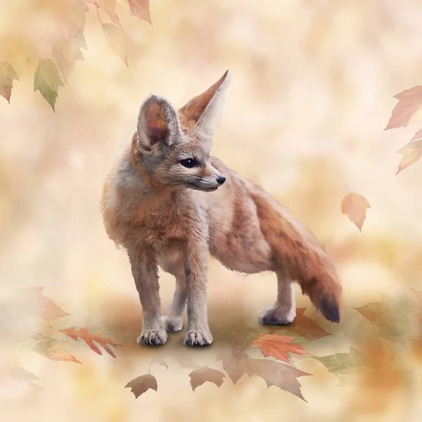 Fennec Fox akvarell illusztráció — Stock Fotó