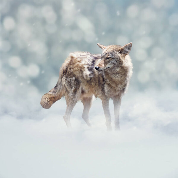 Young coyote walking in the winter snow
