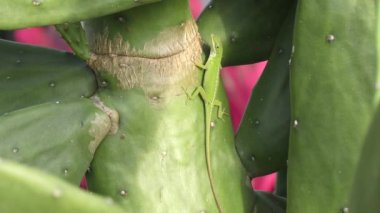 Florida'da bir kaktüs üzerinde kuzey yeşil anole