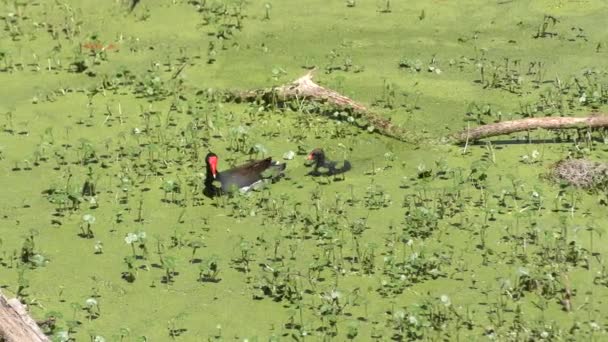 Gemeiner Gallinulenvogel Mit Küken Flora Sumpf — Stockvideo